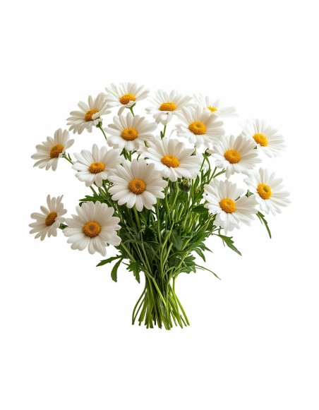 Aromatični jastuk Chamomile 50x70 cm EMI