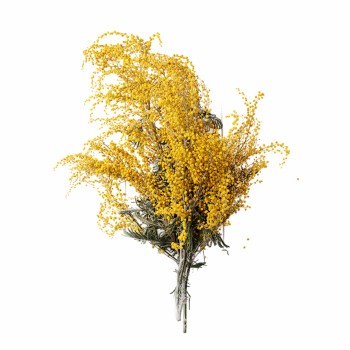 Aromatični jastuk Albizia flower 50x70 cm EMI