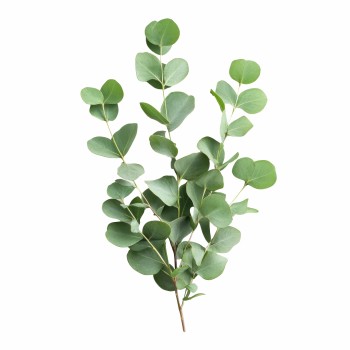 Aromatični jastuk Eucalyptus leaf 50x70 cm EMI