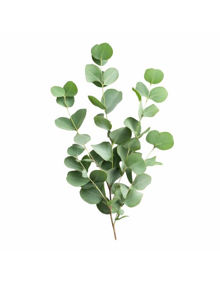 Aromatični jastuk Eucalyptus leaf 50x70 cm EMI