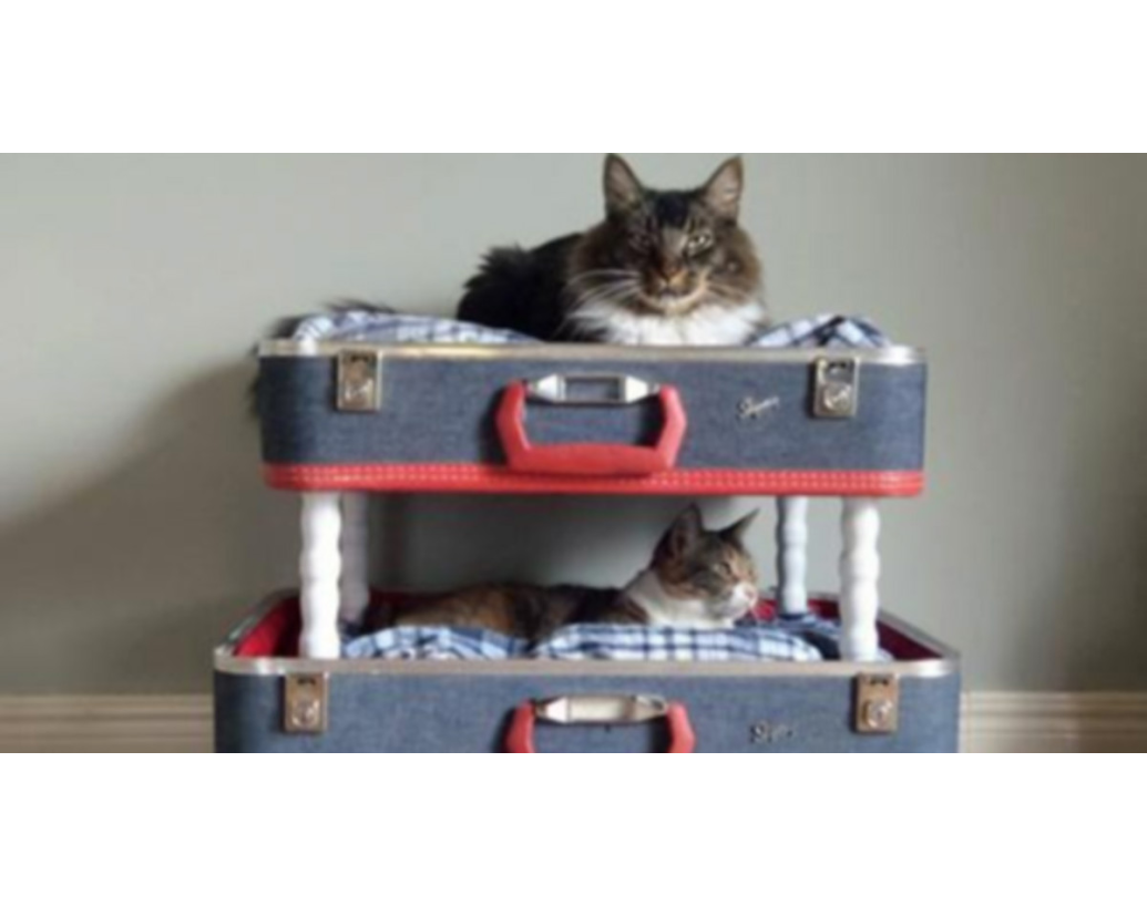 10 JEDINSTVENIH MJESTA ZA LEŽALIŠTE ZA KUĆNE LJUBIMCE NAPRAVLJENIH OD SMEĆA