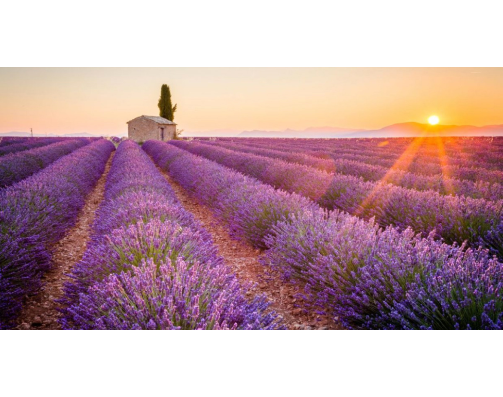 JASTUCI I POPLUNCI BOJE LAVANDE - U ČEMU JE NJIHOVA ČAROLIJA?